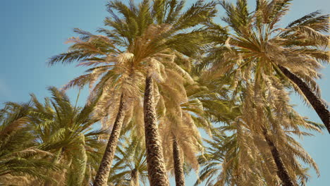 Coconut-palm-tree-foliage-under-sky